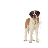 SHN GIANT JUNIOR - JUNIOR.png